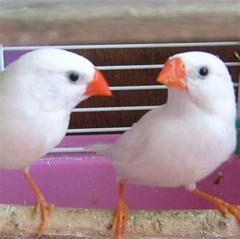 珍珠鳥幼鳥|【珍珠鳥飼養】珍珠鳥的飼養方法 